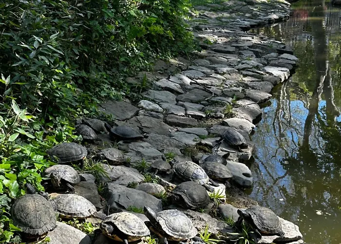 Ambra Park - Giulia 19